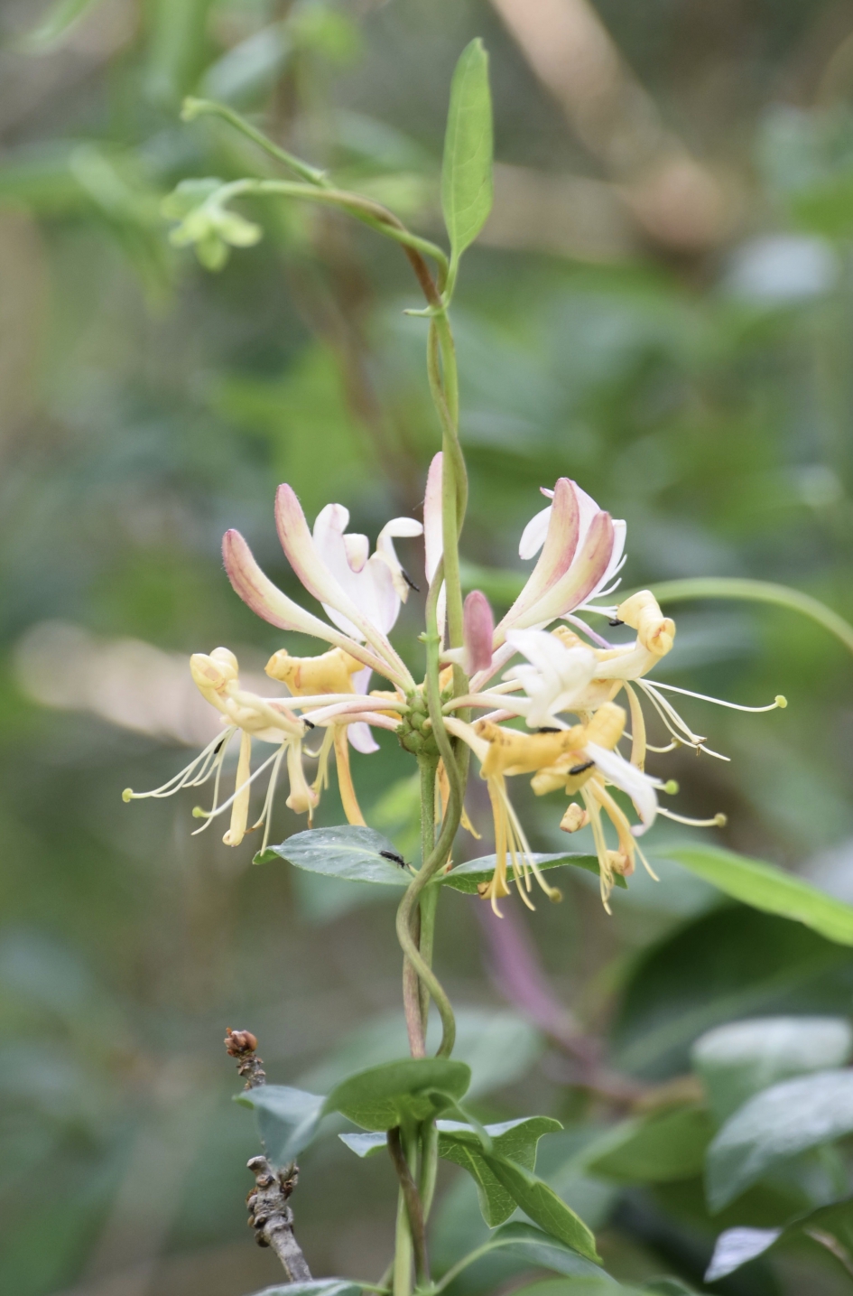 Kamperfoelie - Planten - 