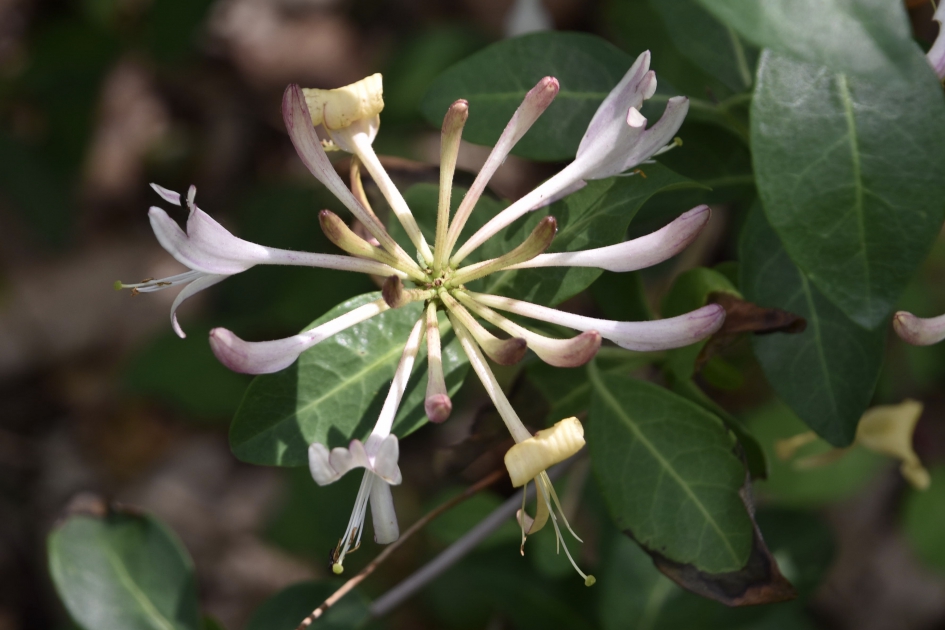 Kamperfoelie - Planten - 