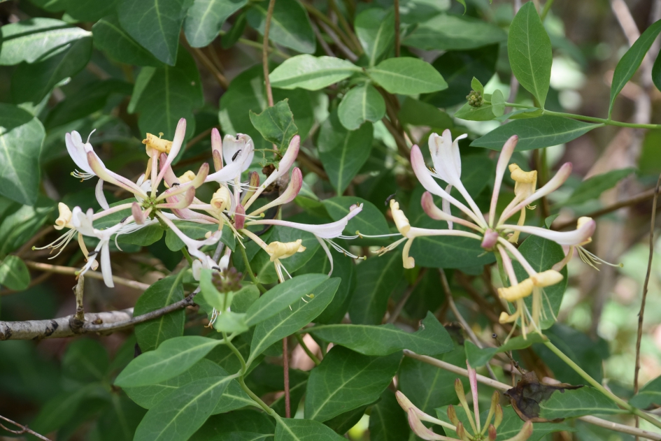 Kamperfoelie - Planten - 