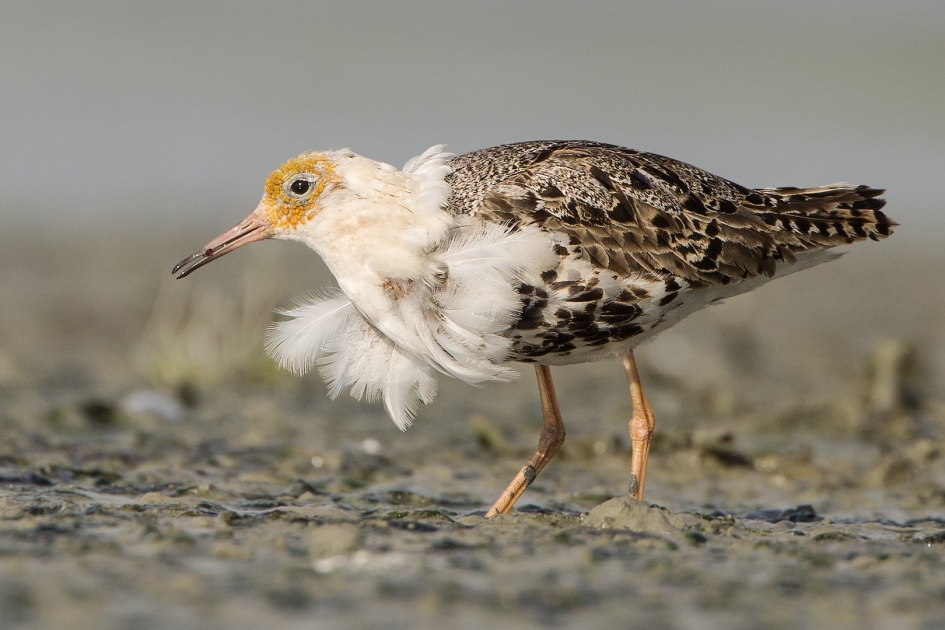 Kemphaan - Vogels - Kemphaan