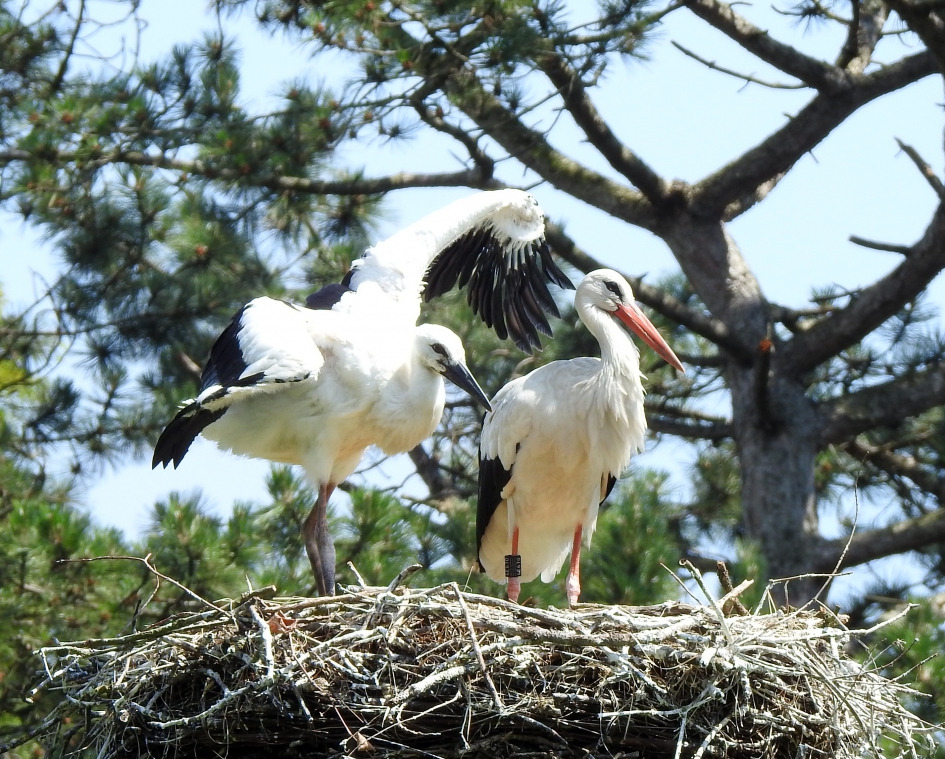 Kijk eens mama wat ik al kan !! - Vogels - Ooievaar