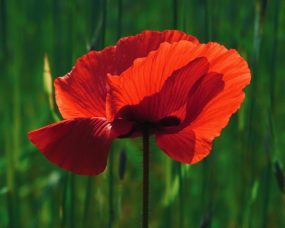 Klaproos - Planten - Papaver