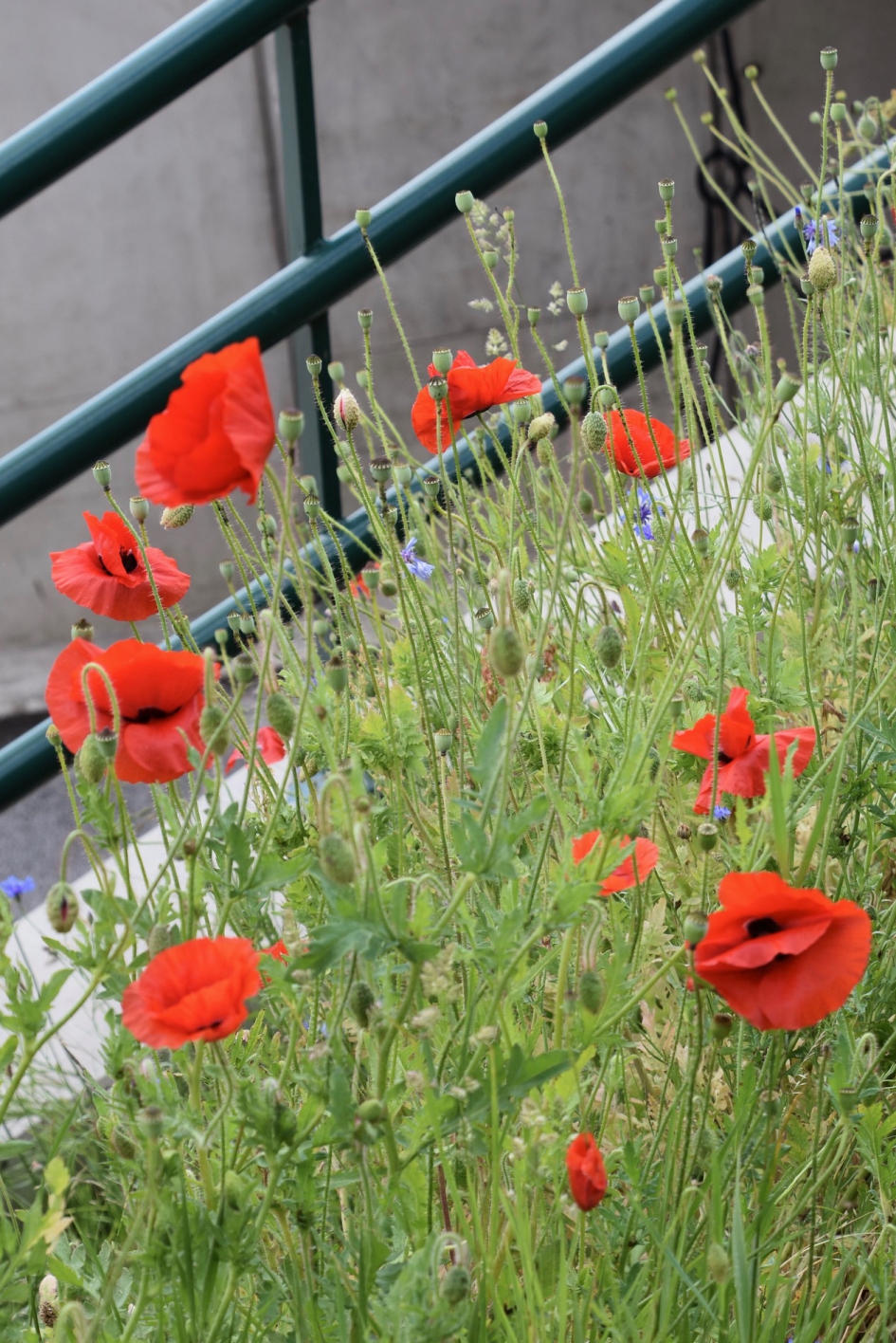 Klaprozen - Planten - 