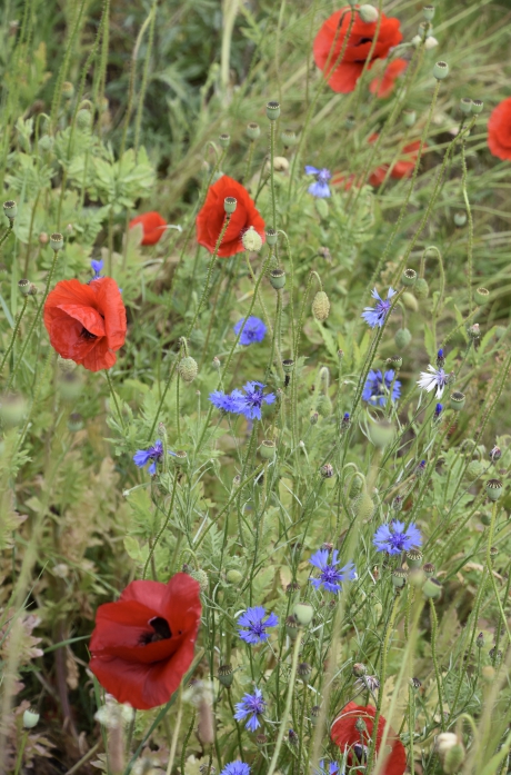 Klaprozen en korenbloemen