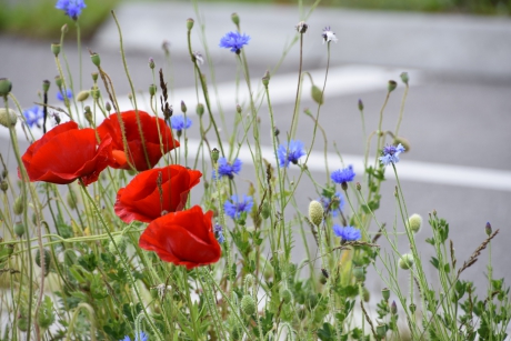Klaprozen en korenbloemen
