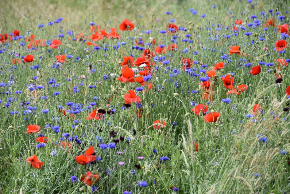 Klaprozen en korenbloemen - Planten - 