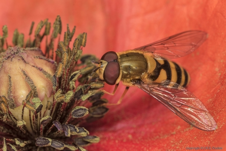 Kleine bandzweefvlieg (Syrphus vitripennis)