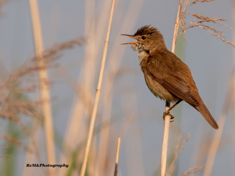 Kleine karekiet. - Vogels - Kleine karekiet.