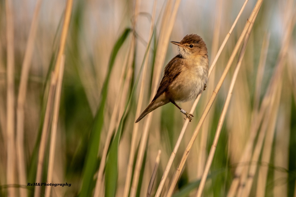 Kleine karekiet. - Vogels - Kleine karekiet.
