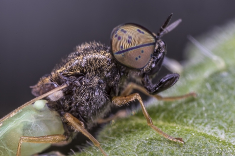 Kleine moeraswapenvlieg