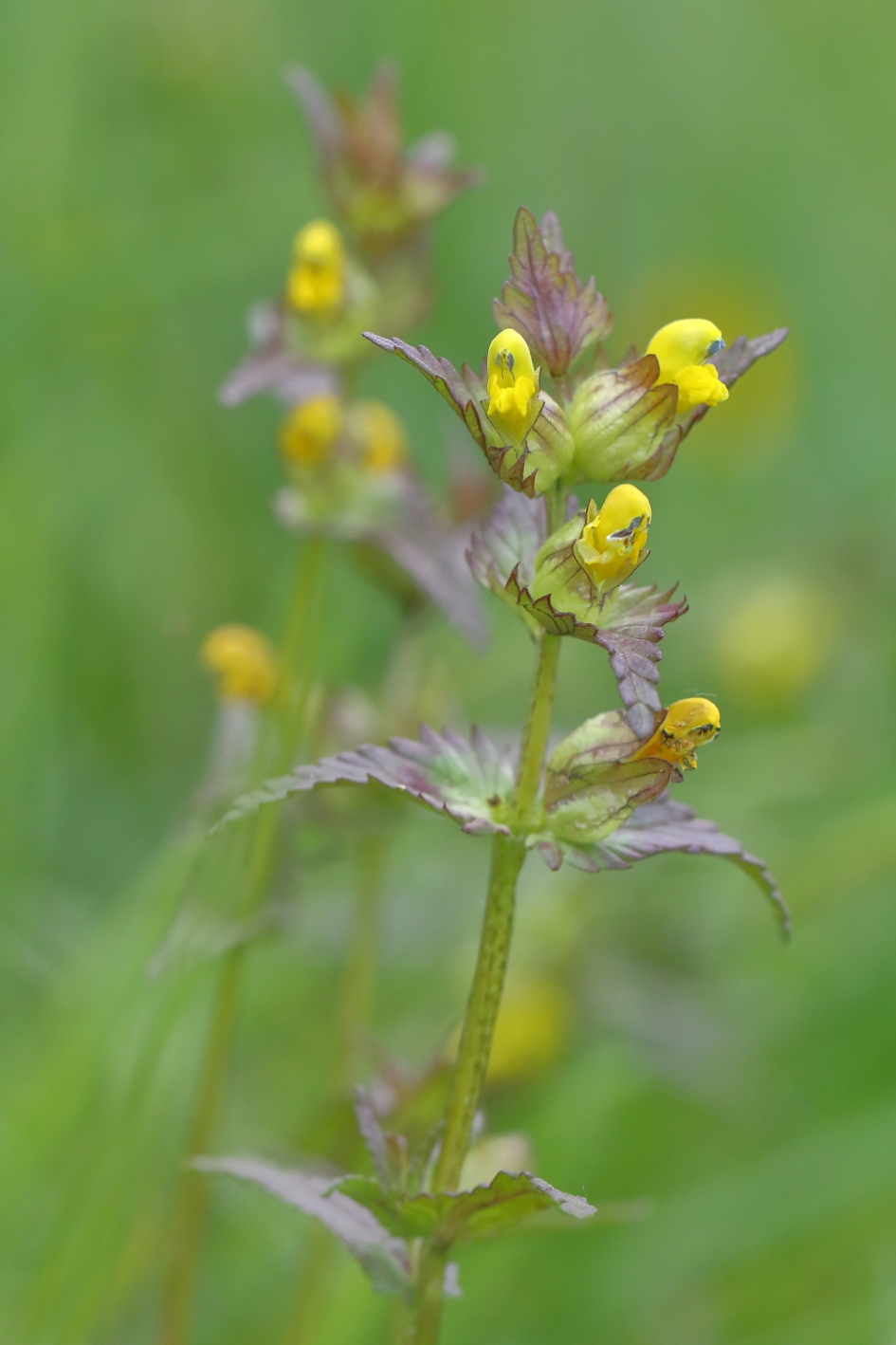 kleine ratelaar - Planten - kleine ratelaar