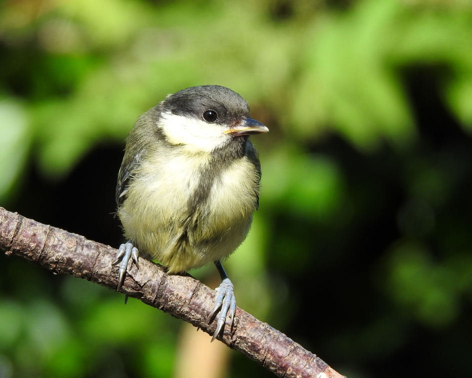Kleintjes worden groot - Vogels - Koolmees