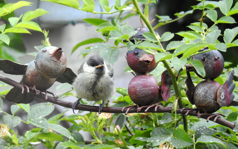 Kleuterpraat - Vogels - Koolmees