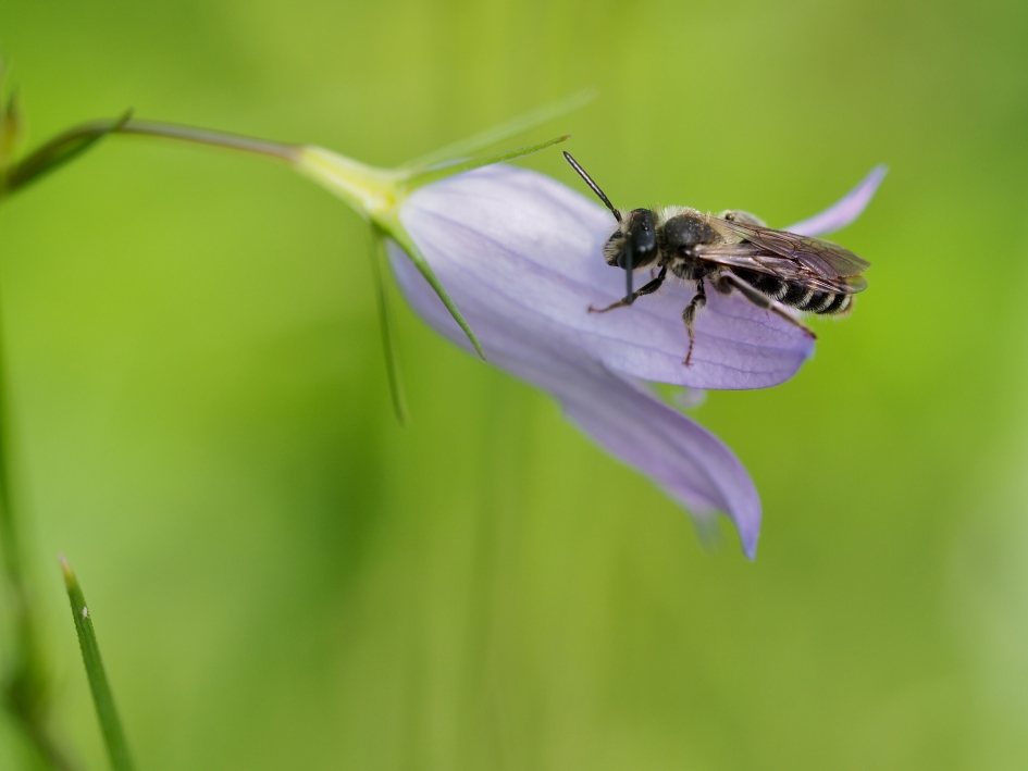 Klokjesbij - Geleedpotigen - Grote klokjesbij