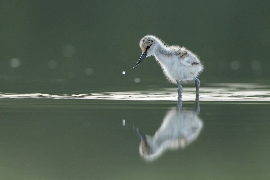 Kluutje - Vogels - Kluut