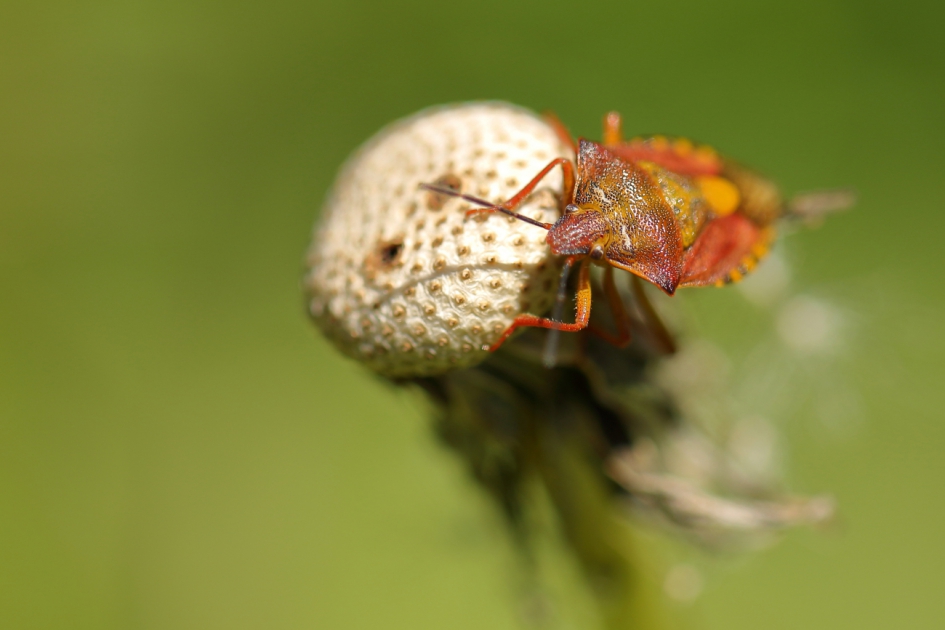 knoopkruidschildwants - Geleedpotigen - knoopkruidschildwants