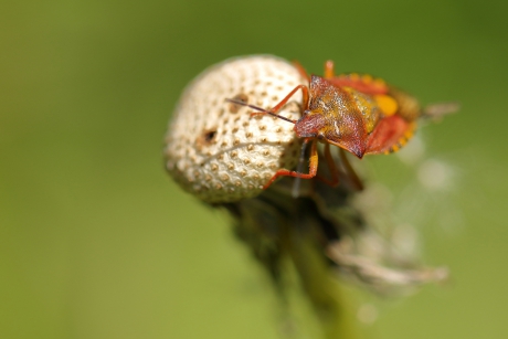 knoopkruidschildwants