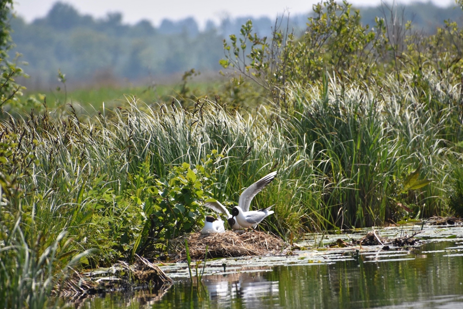 Kokmeeuwen - Vogels - 