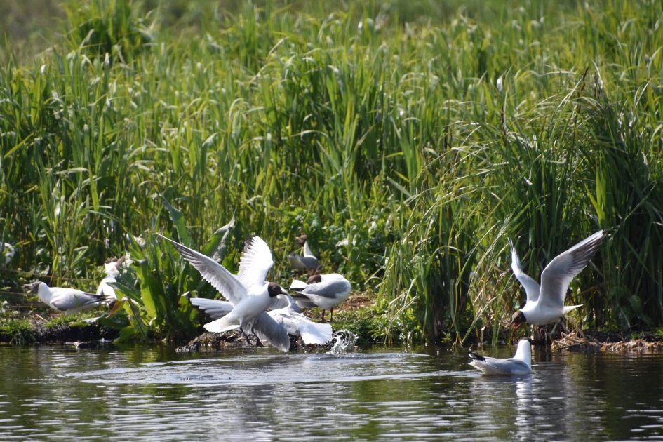 Kokmeeuwen - Vogels - 