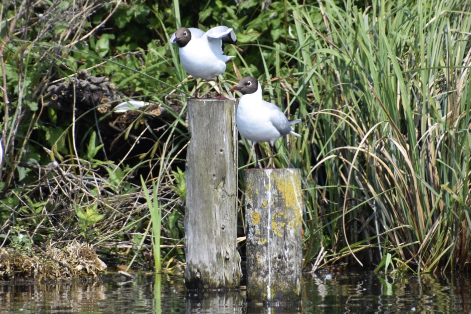 Kokmeeuwen - Vogels - 