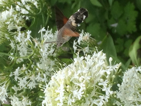 Kolibrievlinder Vrouwenpolder