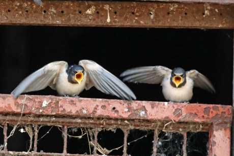 Kom op met dat voer !!