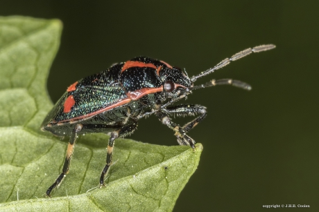 Koolwants (Eurydema oleracea)