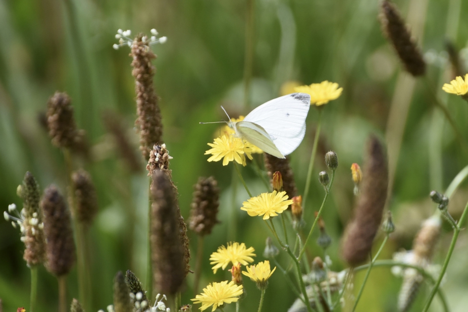 Koolwitje - Geleedpotigen - 