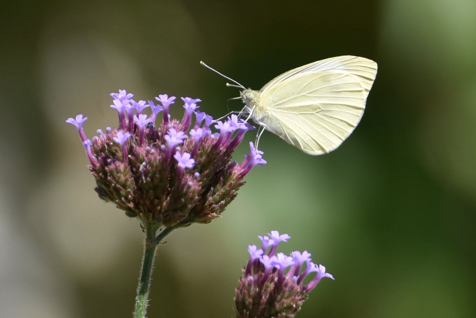 Koolwitje - Geleedpotigen - 