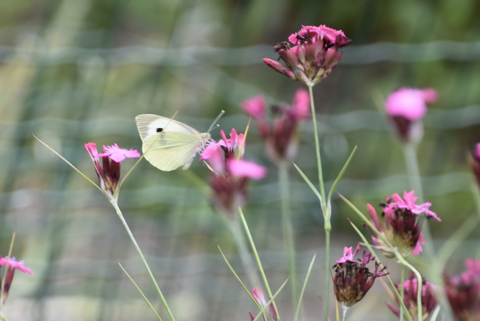 Klein Koolwitje - Geleedpotigen - 