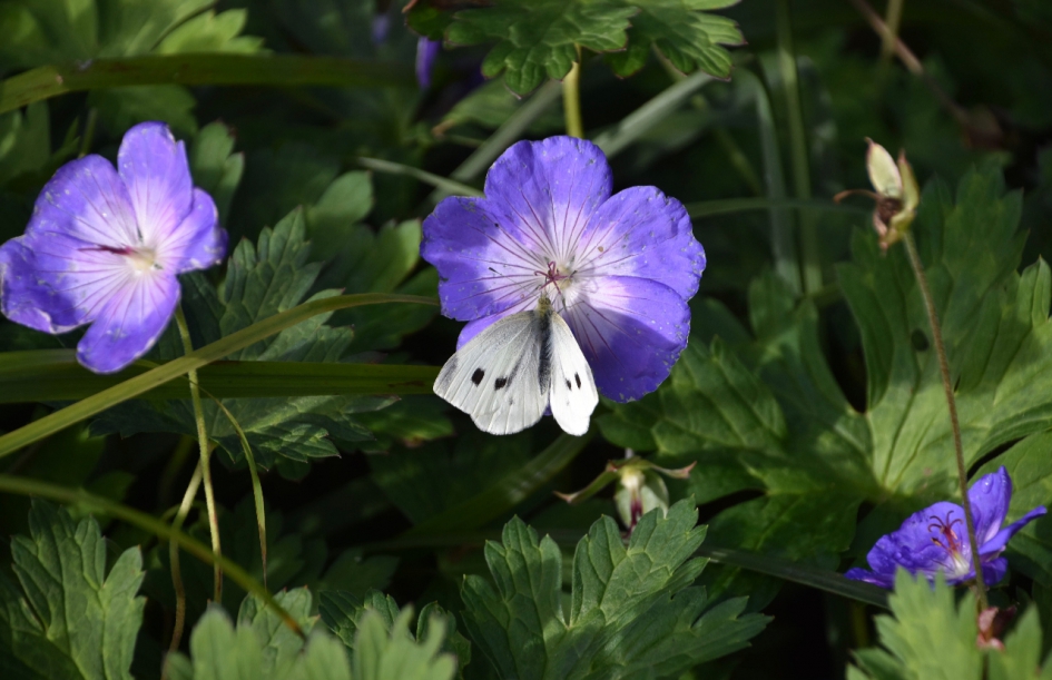 Koolwitje - Geleedpotigen - 