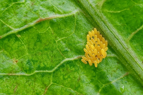 Koolwitjes in de dop