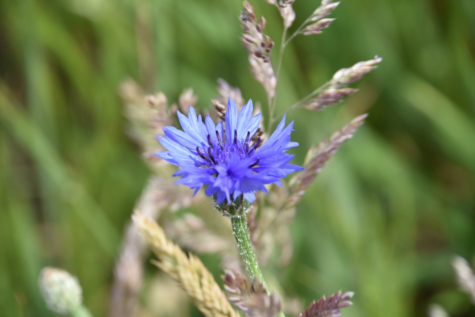 Korenbloem - Planten - 