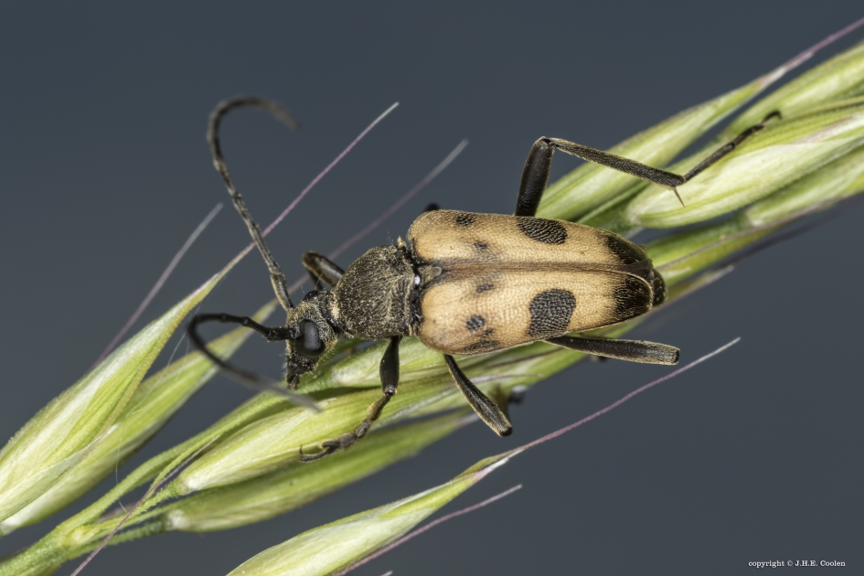 Korte smalboktor (Pachytodes cerambyciformis) - Geleedpotigen - Korte smalboktor