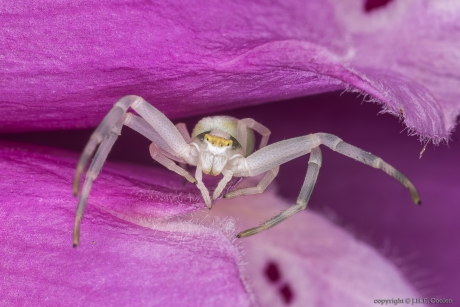 Krabspin (Misumena vatia)