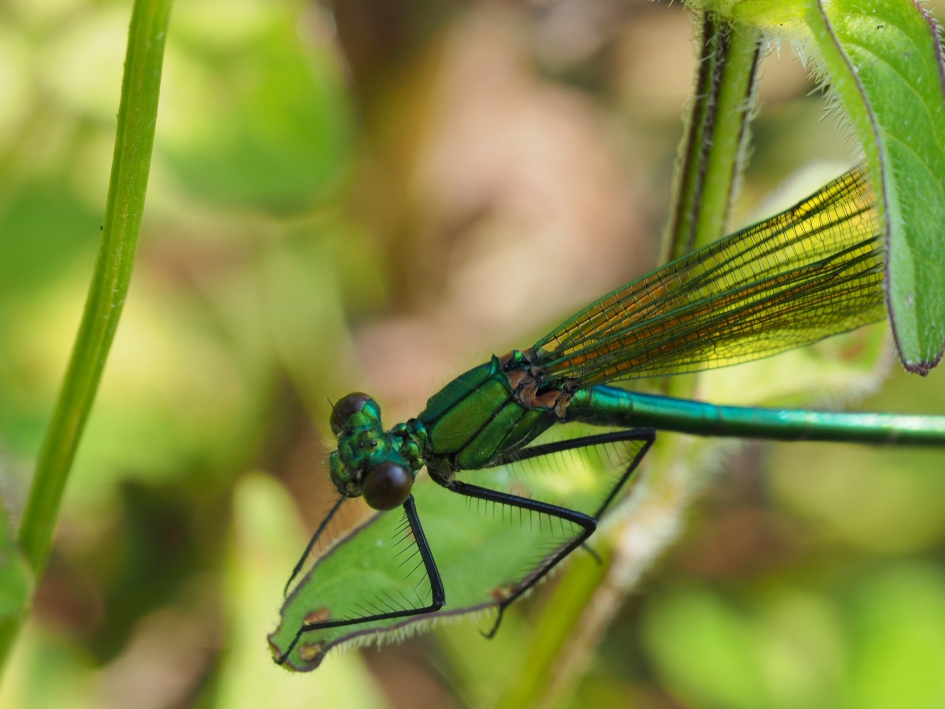 Laag in het gras - Geleedpotigen - Weidebeekjuffer vrouw