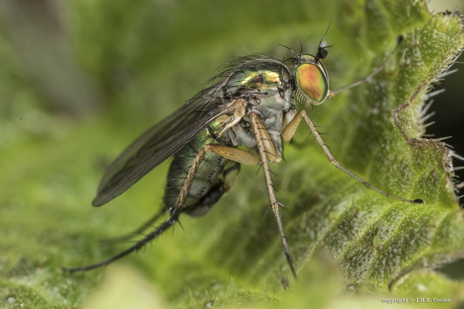 Langpootvlieg (Poecilobothrus nobilitatus) - Geleedpotigen - Langpootvlieg