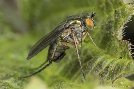 Langpootvlieg (Poecilobothrus nobilitatus)