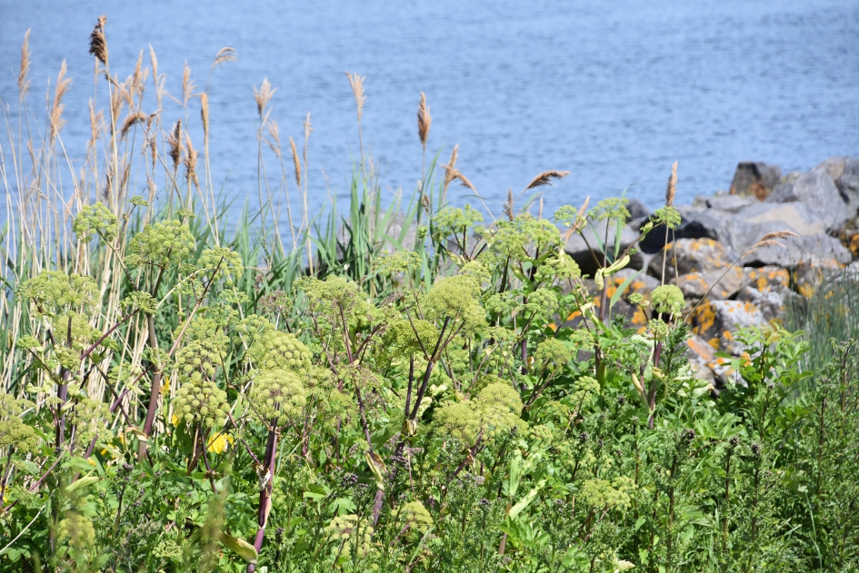 Langs de waterkant - Planten - 