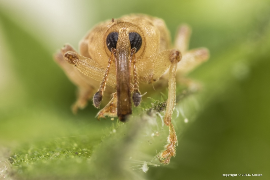 Langsprietpopulierensnuitkever (Dorytomus longimanus) - Geleedpotigen - Langsprietpopulierensnuitkever