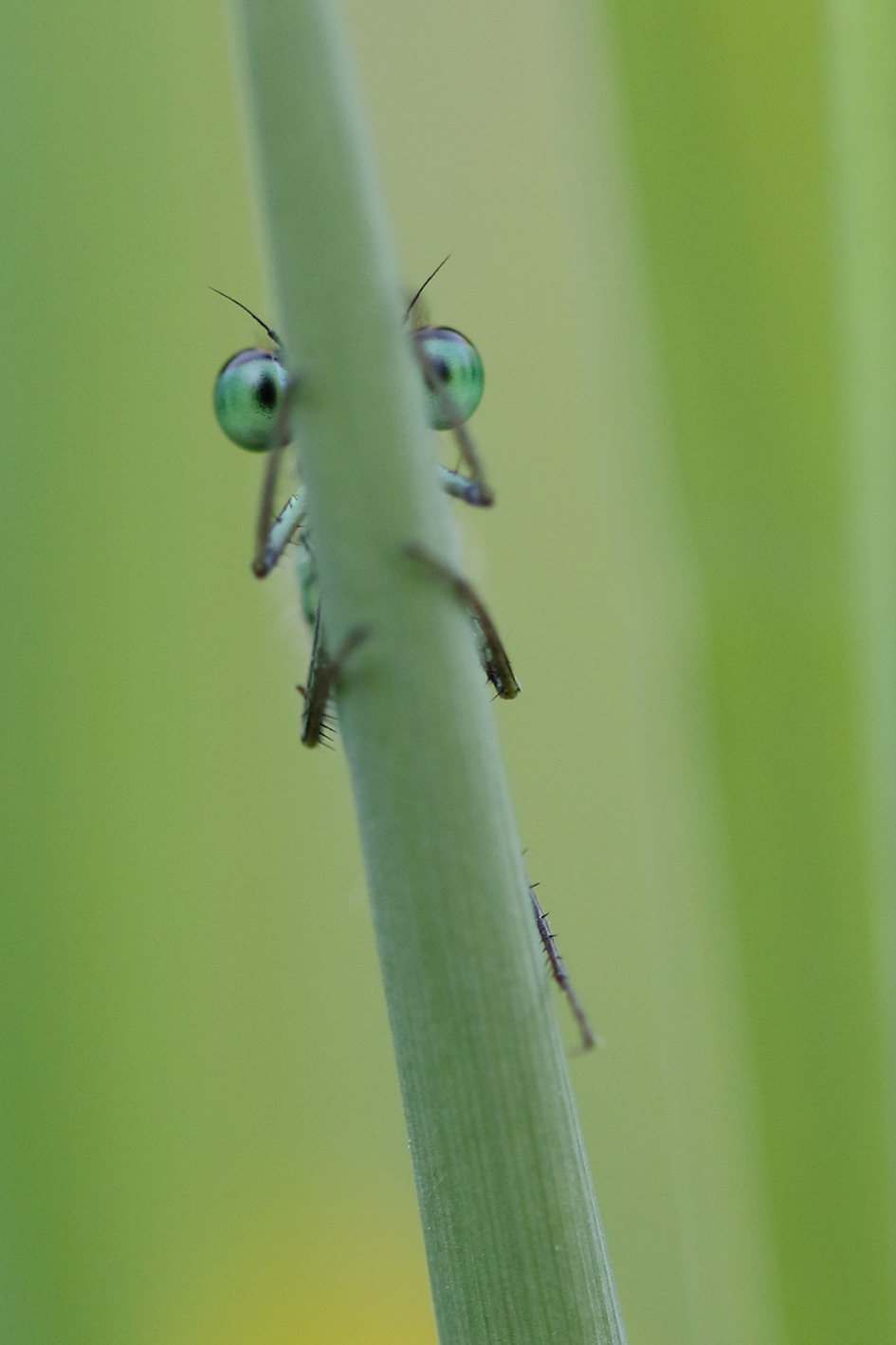 lantaarntje -m- - Geleedpotigen - lantaarntje