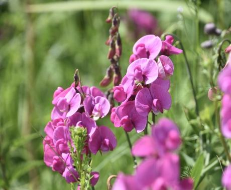 Wilde Lathyrus