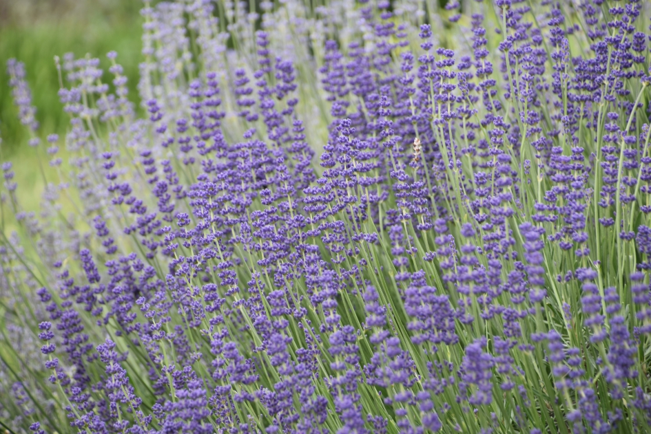Lavendel - Planten - 