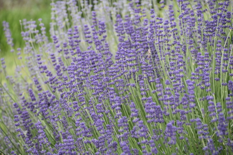 Lavendel