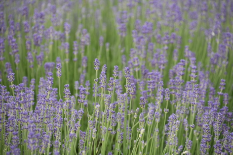 Lavendel