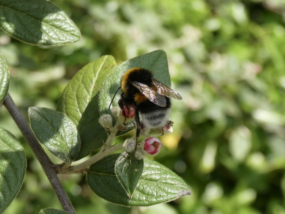 Lekker - Geleedpotigen - 