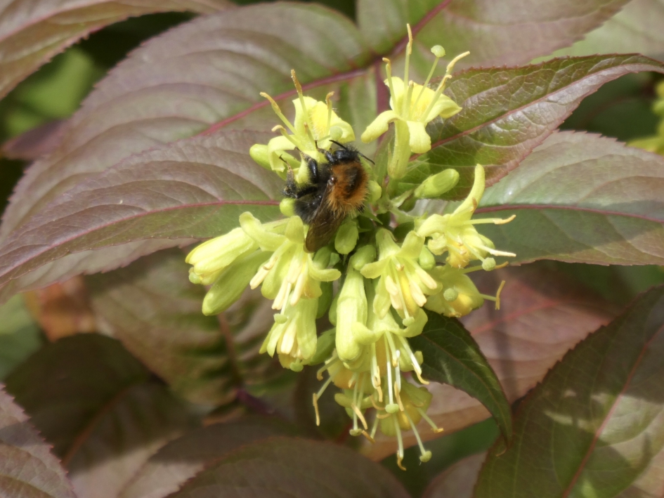 Lekker - Geleedpotigen - 