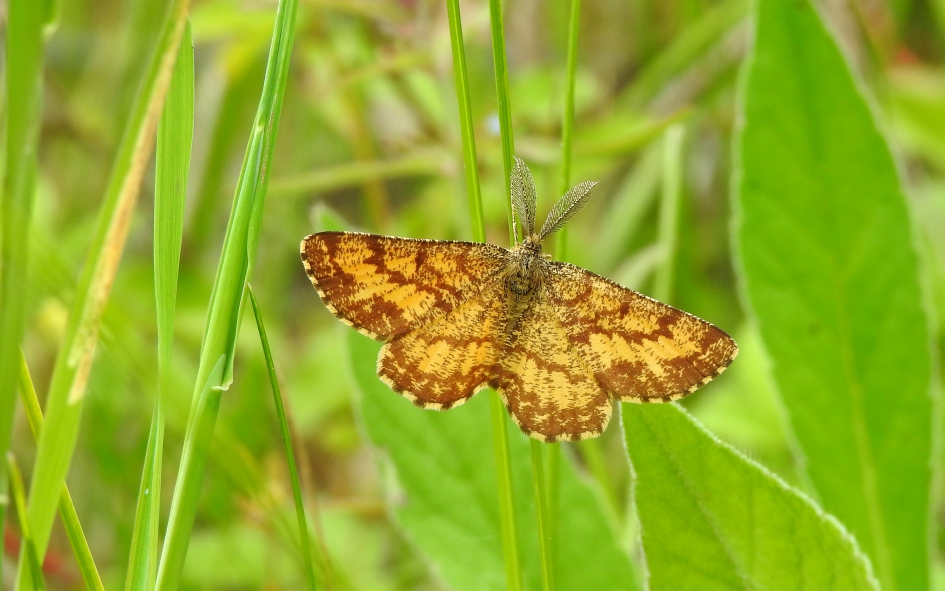 Leuk patroontje - Geleedpotigen - Gewone heispanner