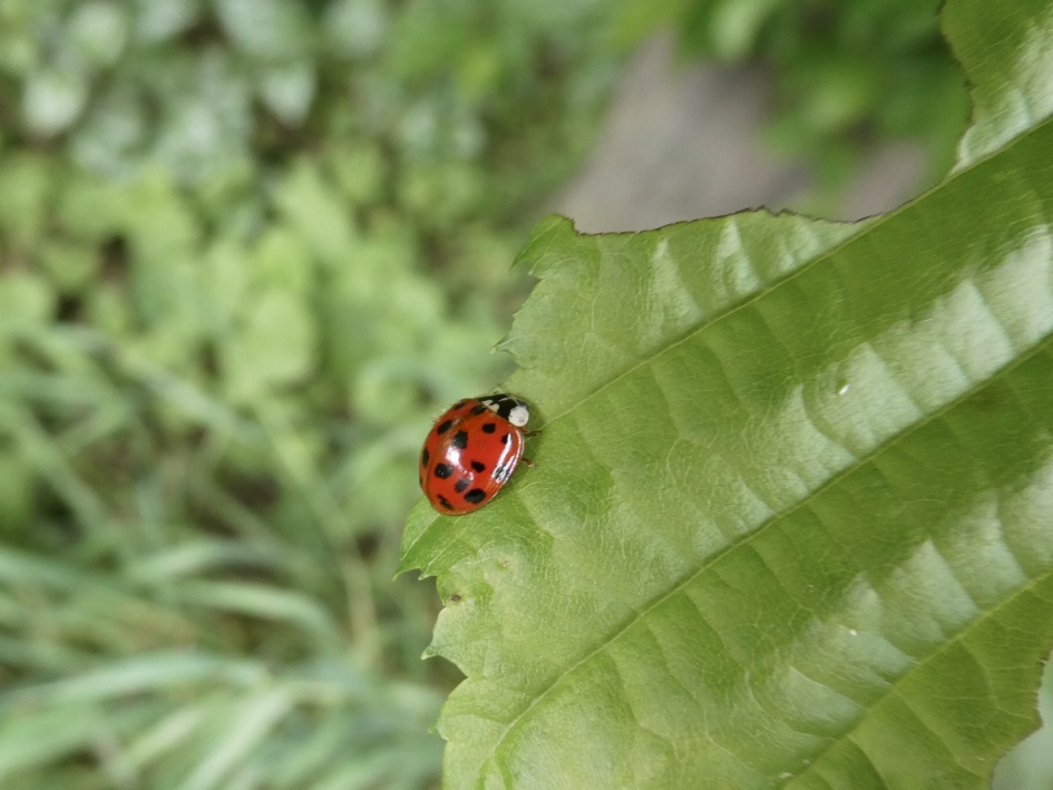 LHB’tje - Geleedpotigen - 