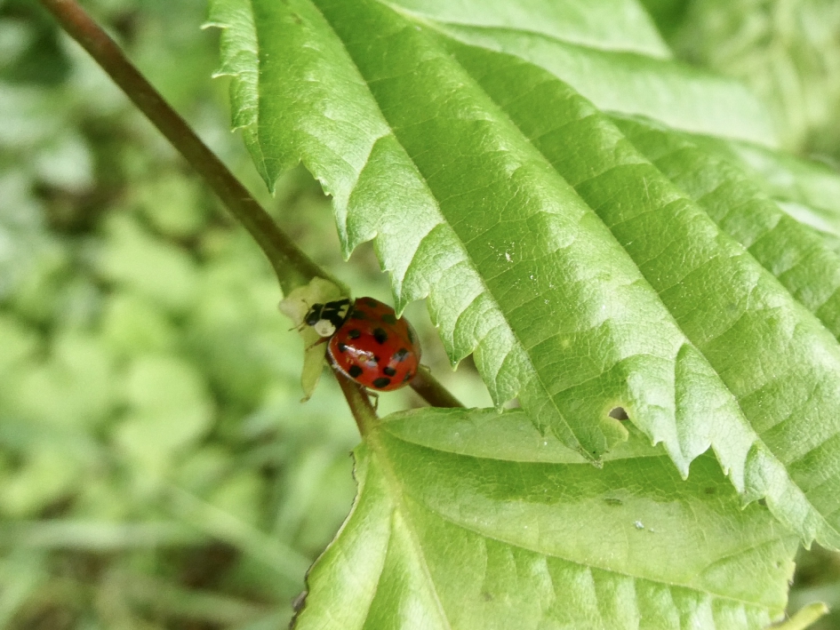 LHB’tje - Geleedpotigen - 